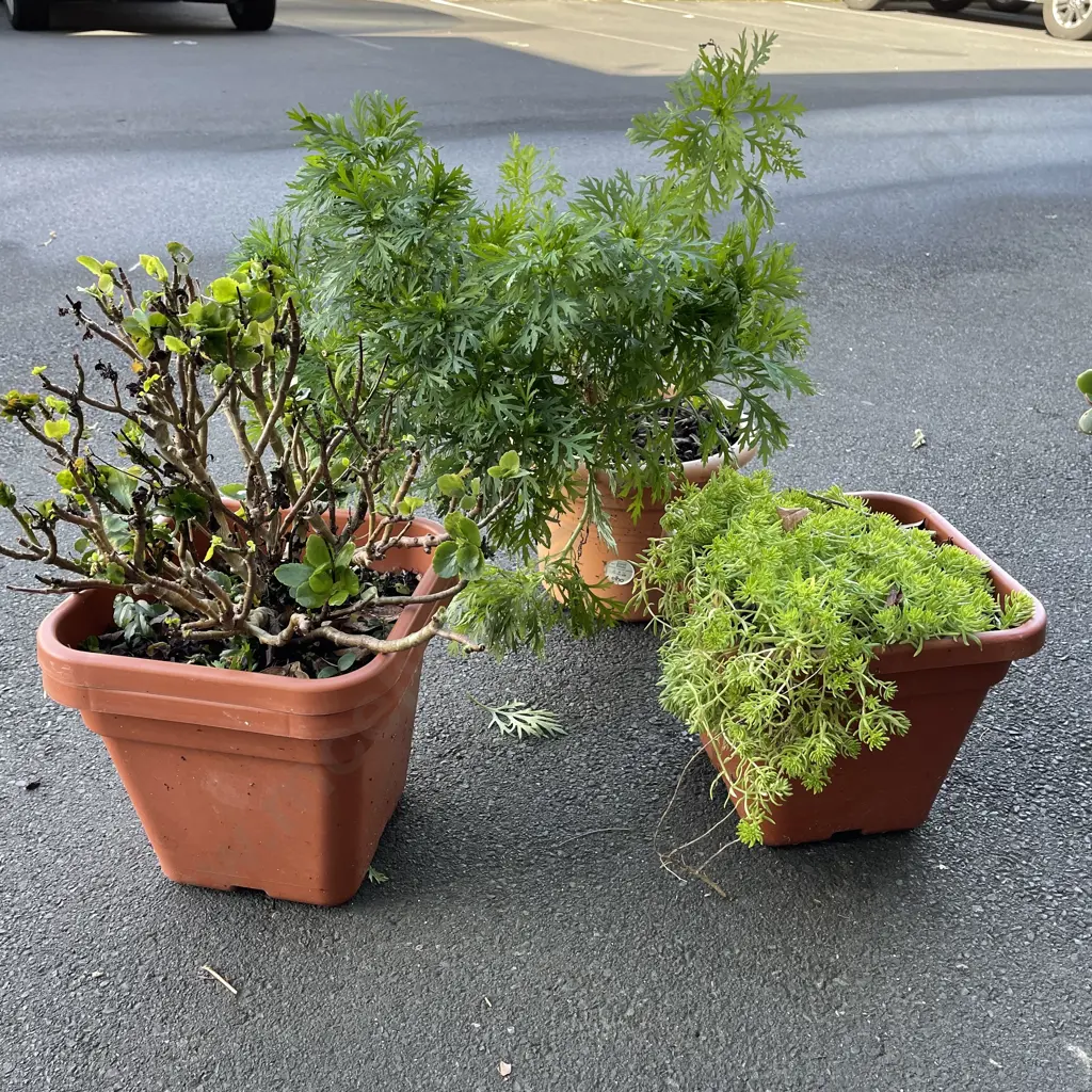 Three potted plants. Carpet sedum, flaming katy, marguerite daisy Image 1++