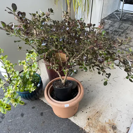 Potted Mirror Plant