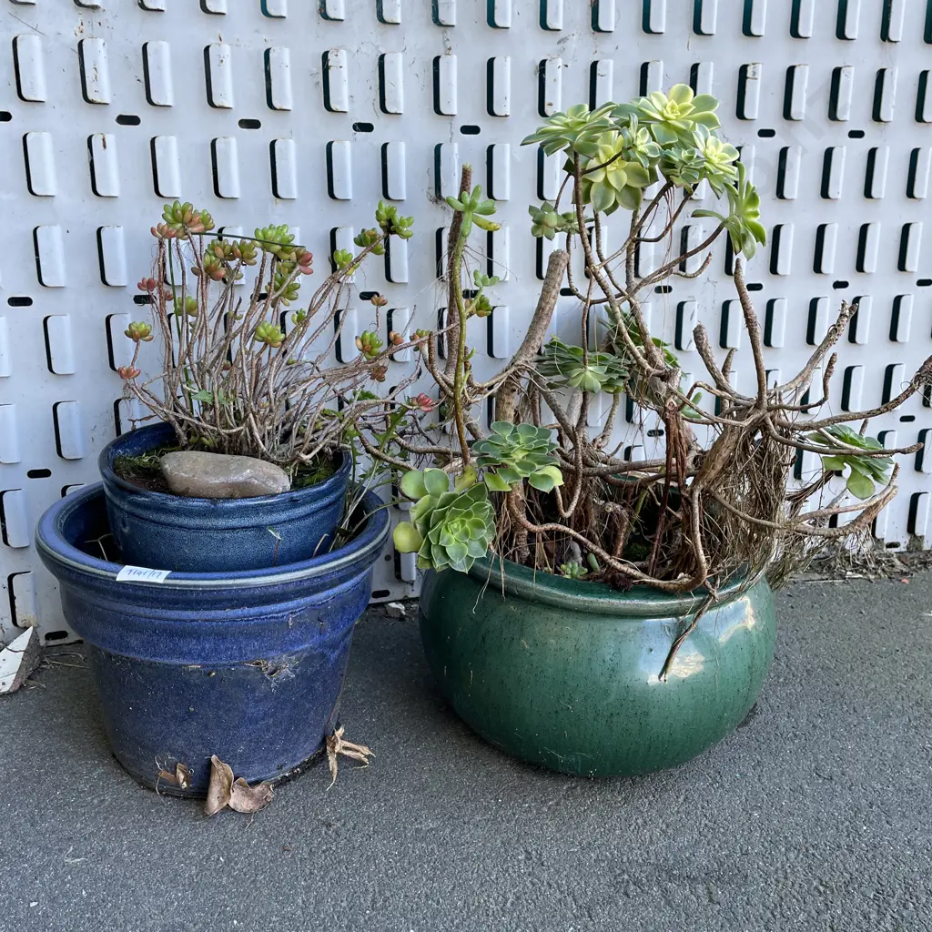 Two Potted Plants. Aeonium Kiwi and Jellybean Image 1++