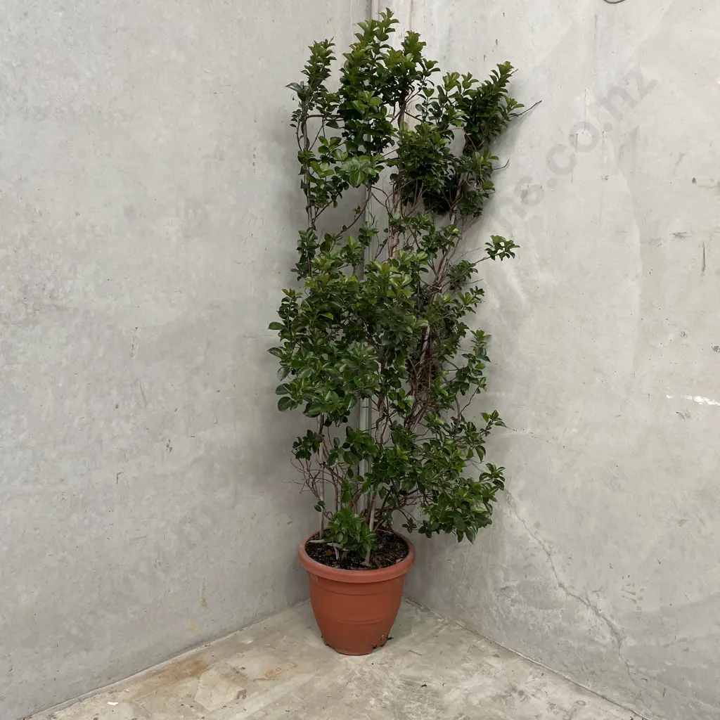 Large Potted Brazilian Jasmine H 2m Image 1++