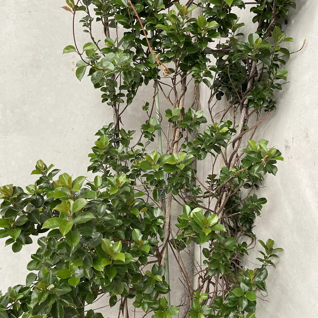 Large Potted Brazilian Jasmine H 2m Image 1++
