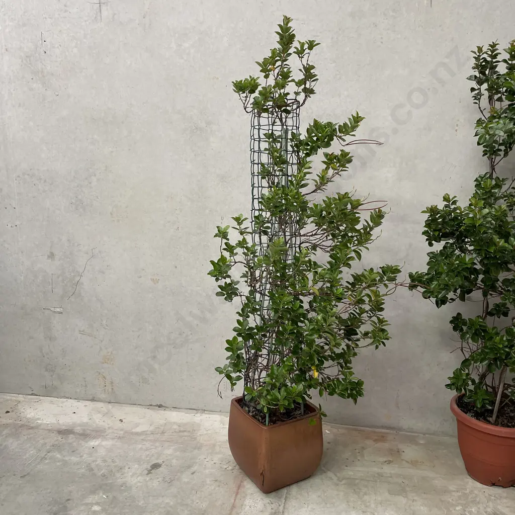 Large Potted Brazilian Jasmine H 2m Image 1++
