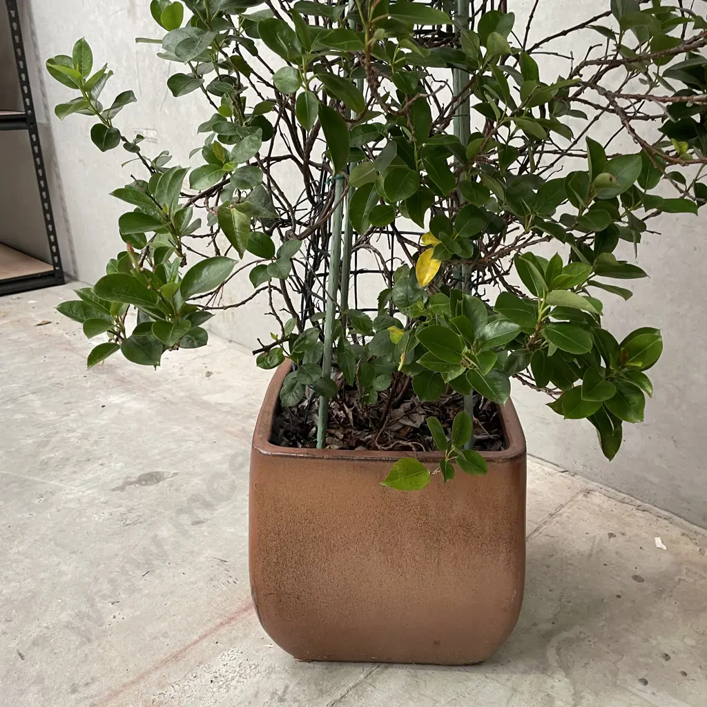 Large Potted Brazilian Jasmine H 2m Image 1++