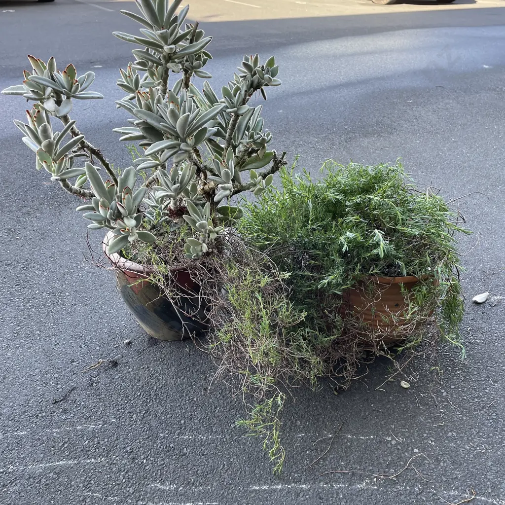 Potted Chocolate Solider and potted trailing Ice Plant Image 1++