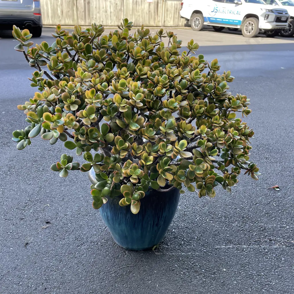 Potted Jade/Money Tree Plant Image 1++