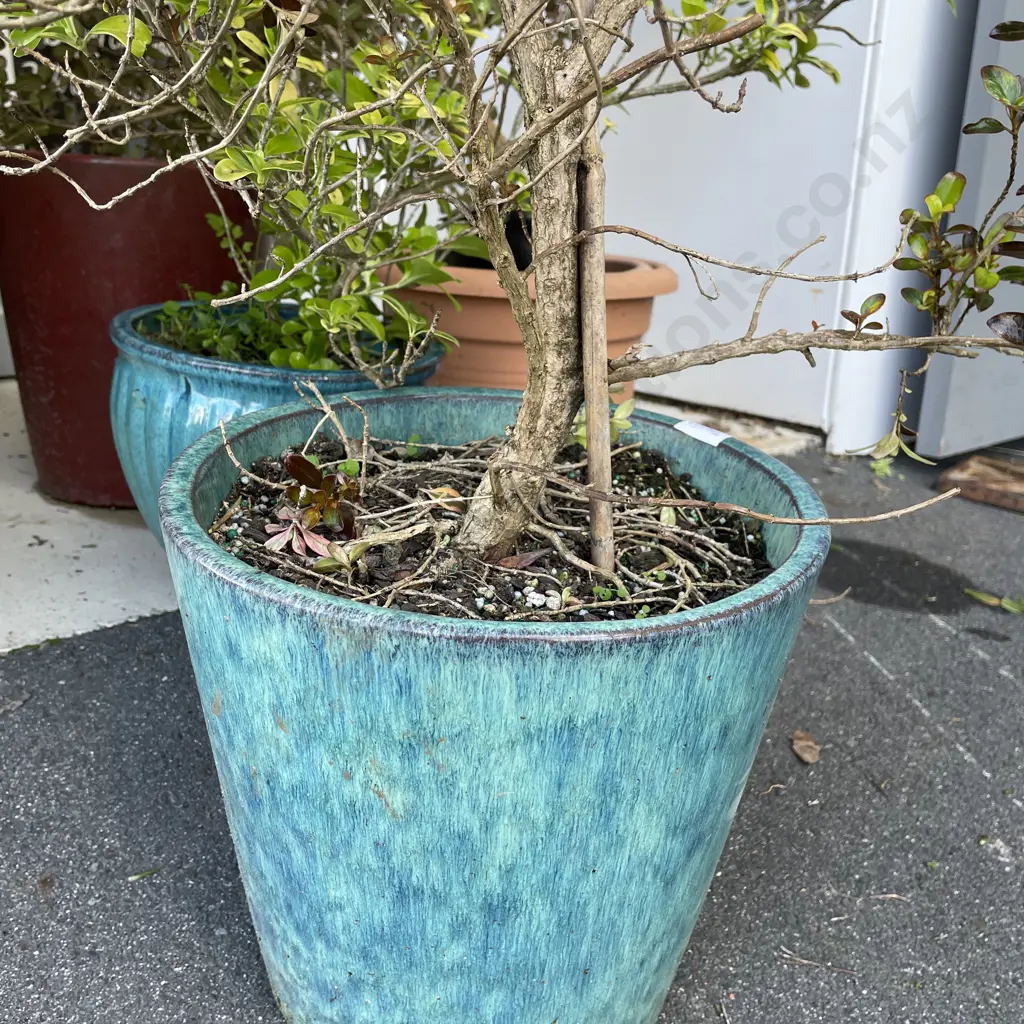Potted Mirror Plant Image 1++