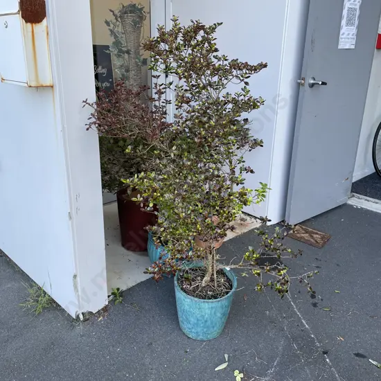 Potted Mirror Plant