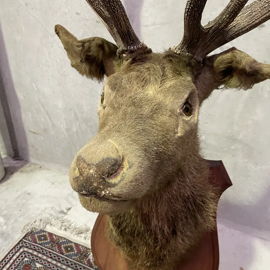 Stunning Rare Large Black Austrian Stags' Head. 12 pointer. Mounted. Image 1++