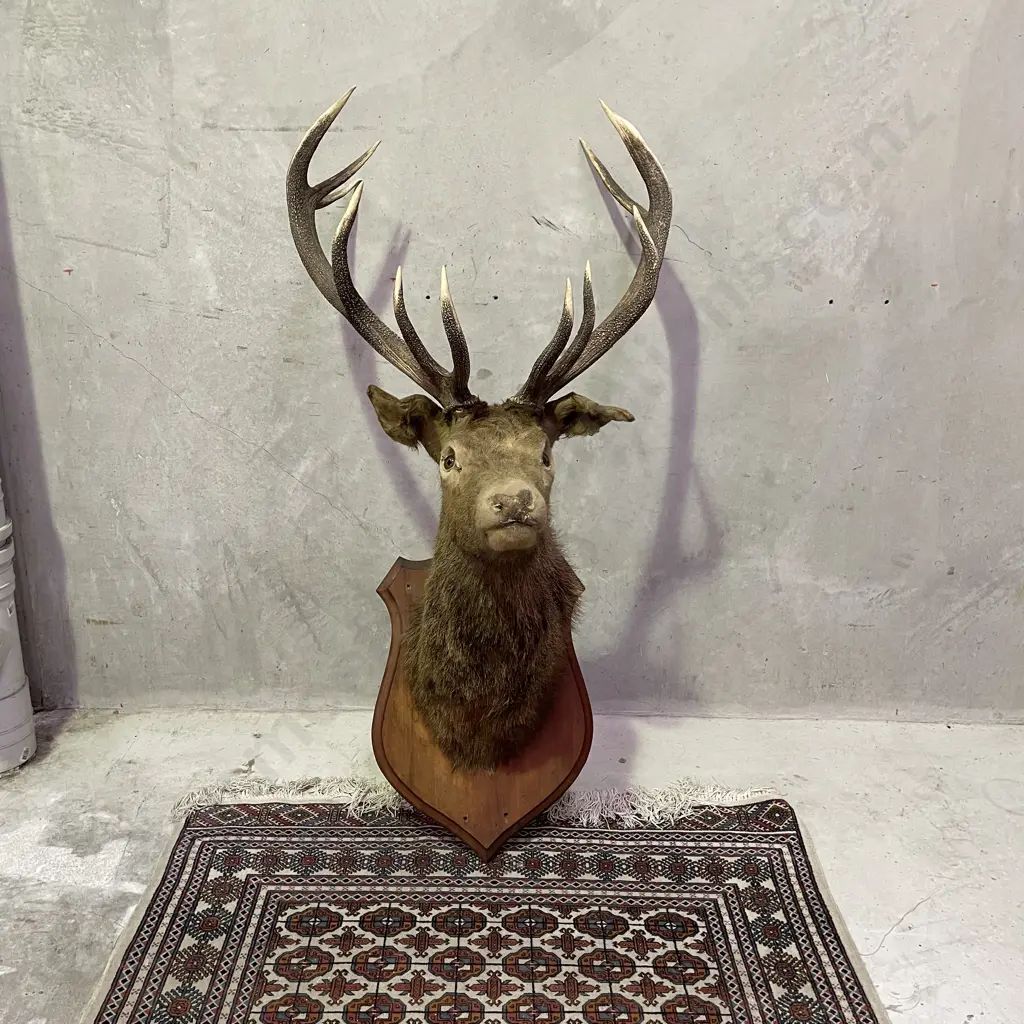 Stunning Rare Large Black Austrian Stags' Head. 12 pointer. Mounted. Image 1++