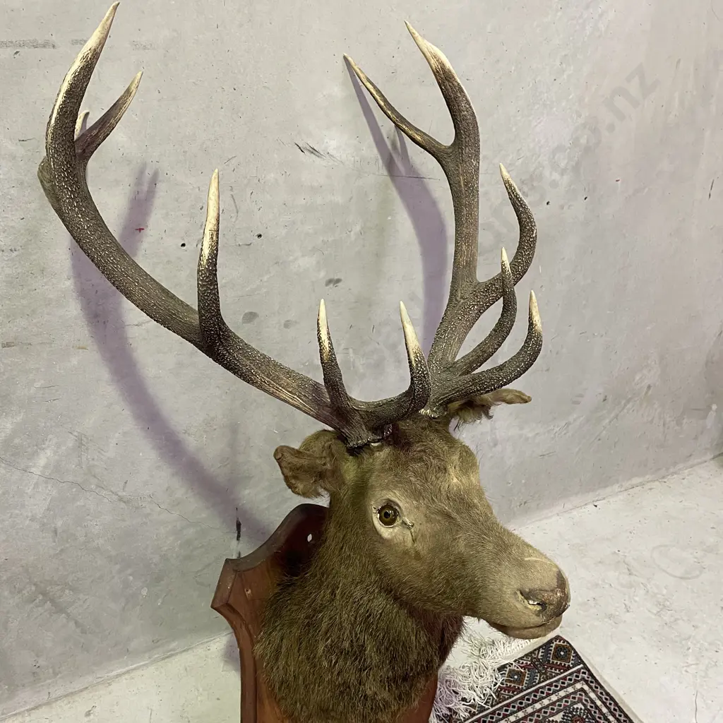 Stunning Rare Large Black Austrian Stags' Head. 12 pointer. Mounted. Image 1++