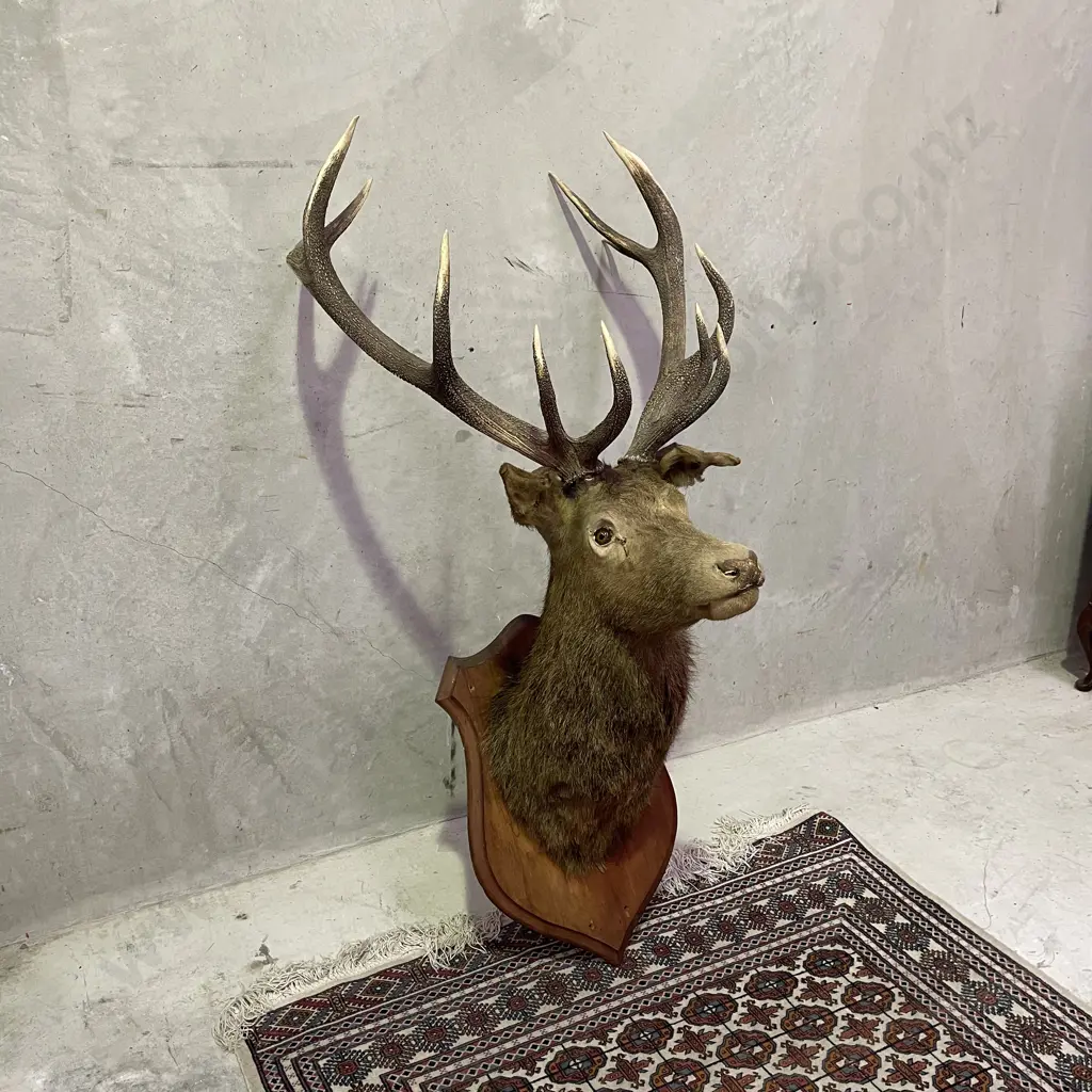 Stunning Rare Large Black Austrian Stags' Head. 12 pointer. Mounted. Image 1++