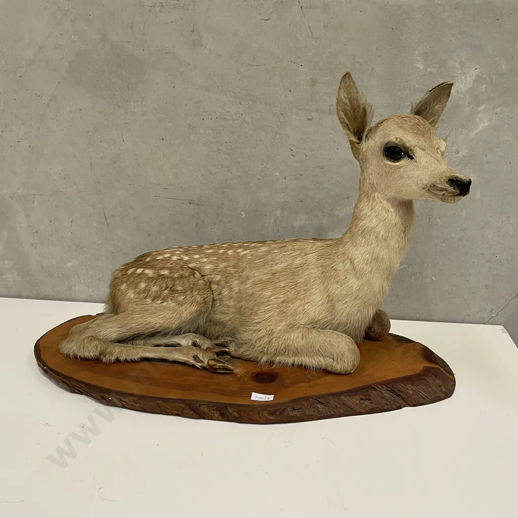 Taxidermy Bambi on wooden stand. L72cm H48cm Image 1++