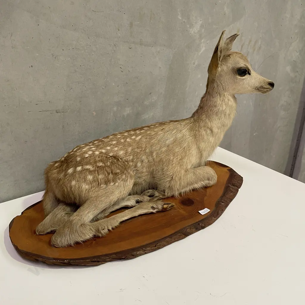 Taxidermy Bambi on wooden stand. L72cm H48cm Image 1++