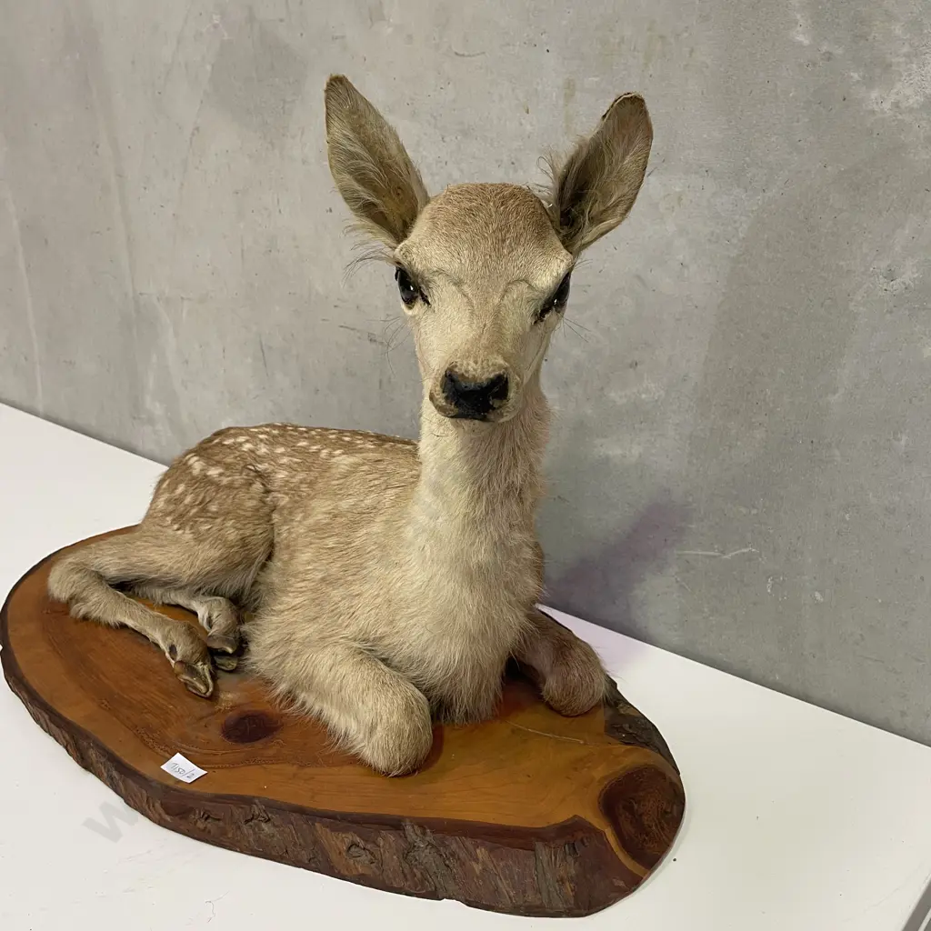 Taxidermy Bambi on wooden stand. L72cm H48cm Image 1++