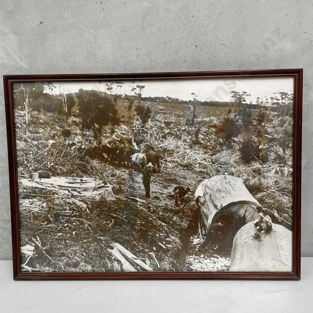Vintage Framed Sepia Photo of Kauri Tree/milling. 62 x 44cm Image 1++