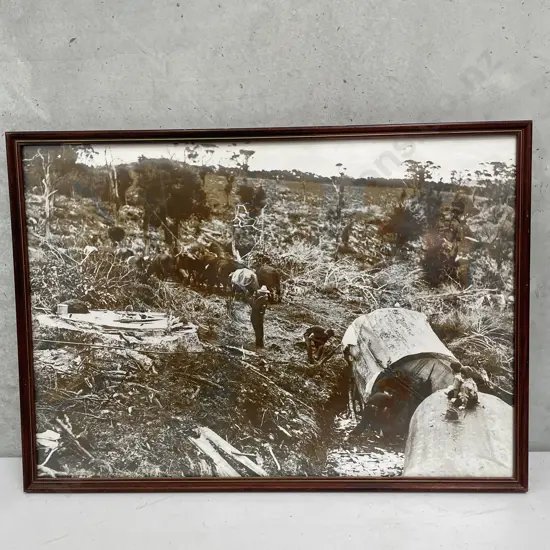 Vintage Framed Sepia Photo of Kauri Tree/milling. 62 x 44cm