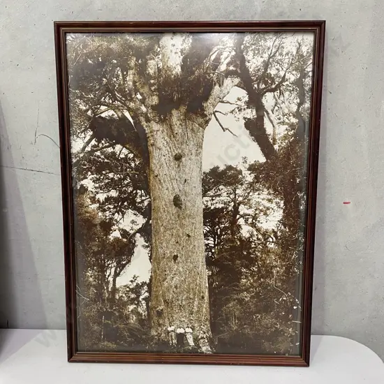 Vintage Framed Sepia Photo of Kauri Tree. 42 x 57cm
