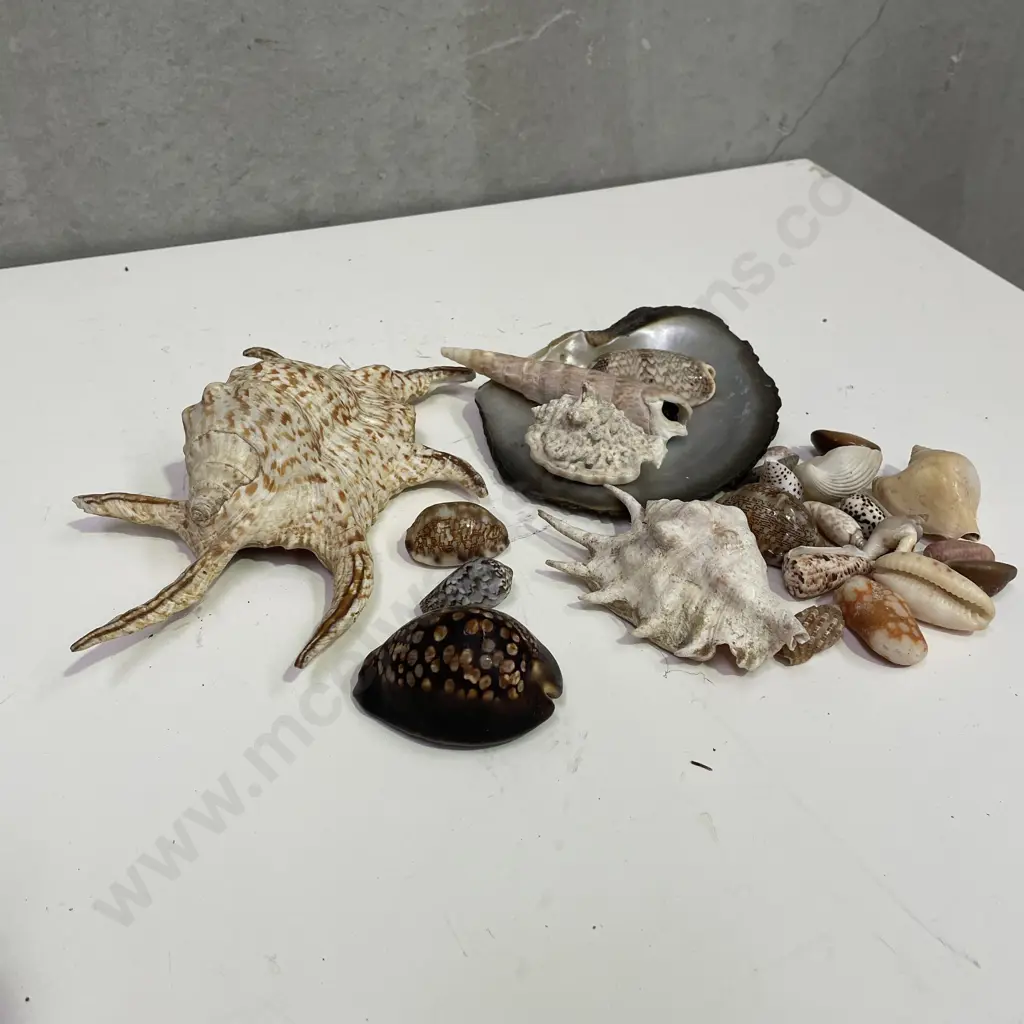 Assorted Vintage Shells Image 1++