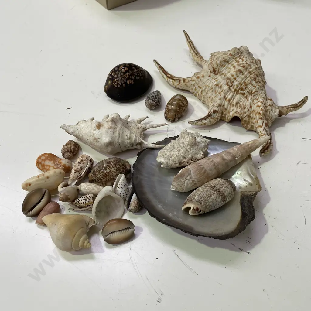 Assorted Vintage Shells Image 1++