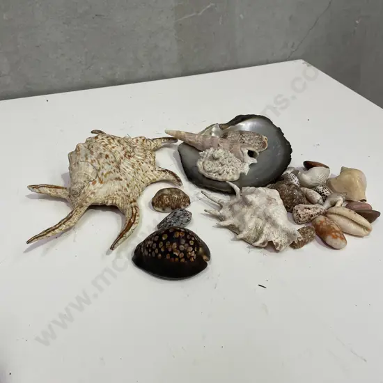 Assorted Vintage Shells
