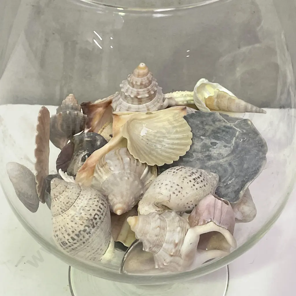 Large Glass Brandy Balloon with assorted shells Image 1++