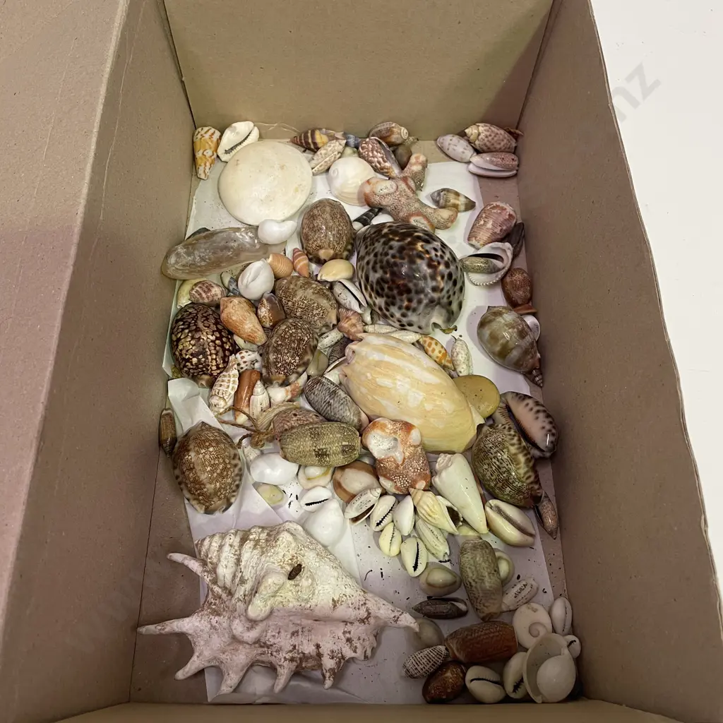 Assorted Vintage Shells Image 1++