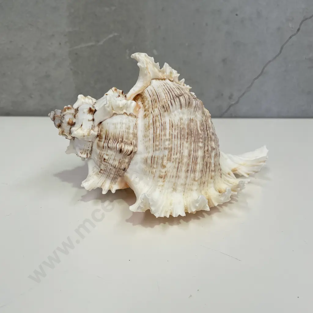 Ramose Murex Shell. H10cm L18cm Image 1++