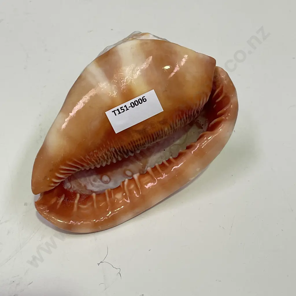 Large Cyprae Cassis Rufa Shell. H9cm L15cm Image 1++