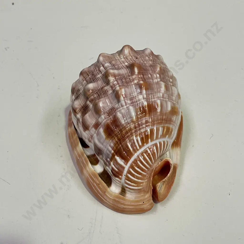 Large Cyprae Cassis Rufa Shell. H9cm L15cm Image 1++