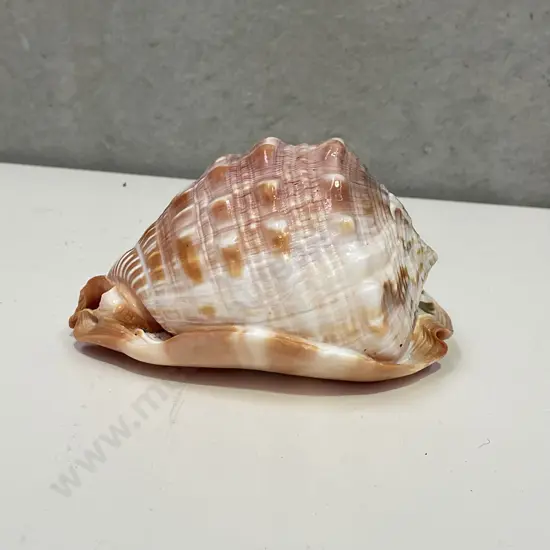 Large Cyprae Cassis Rufa Shell. H9cm L15cm