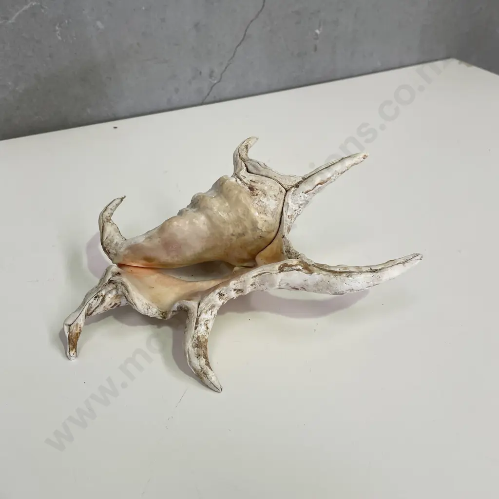 Large Lambis Shell. L21cm Image 1++