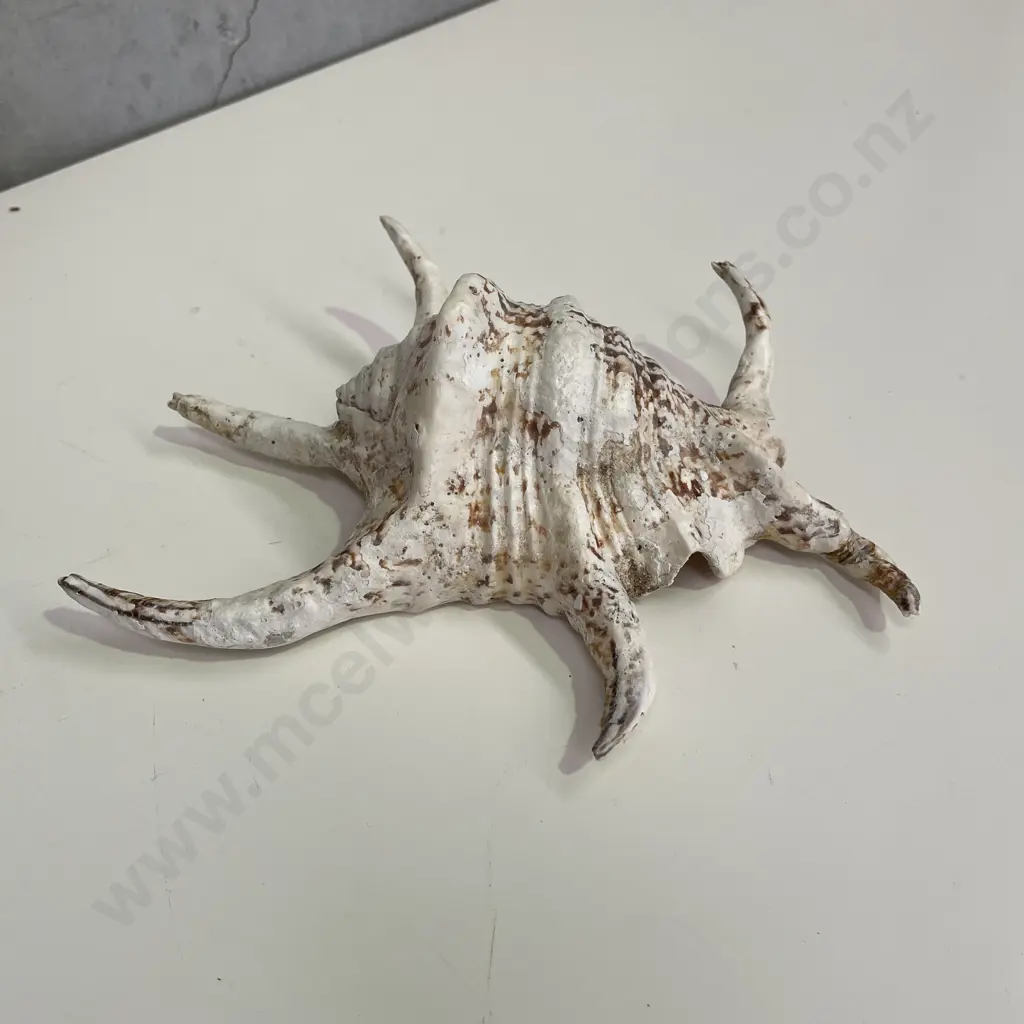 Large Lambis Shell. L21cm Image 1++