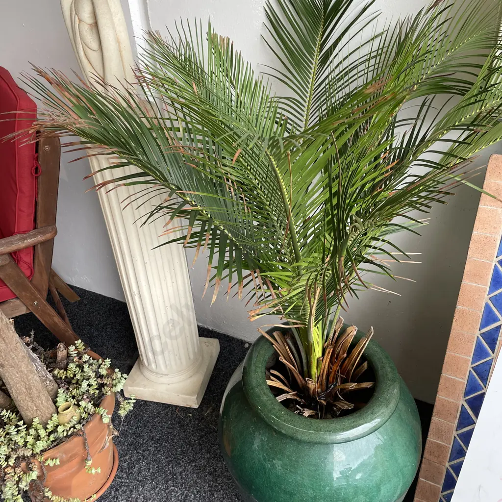 Large Glazed Bulbous Plant Pot with Nikau Palm. Pot H54cm full H120cm Image 1++