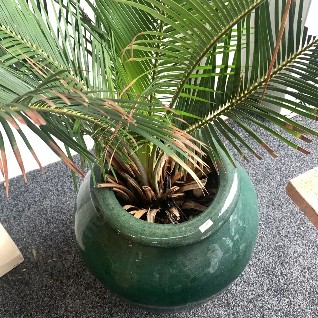 Large Glazed Bulbous Plant Pot with Nikau Palm. Pot H54cm full H120cm Image 1++