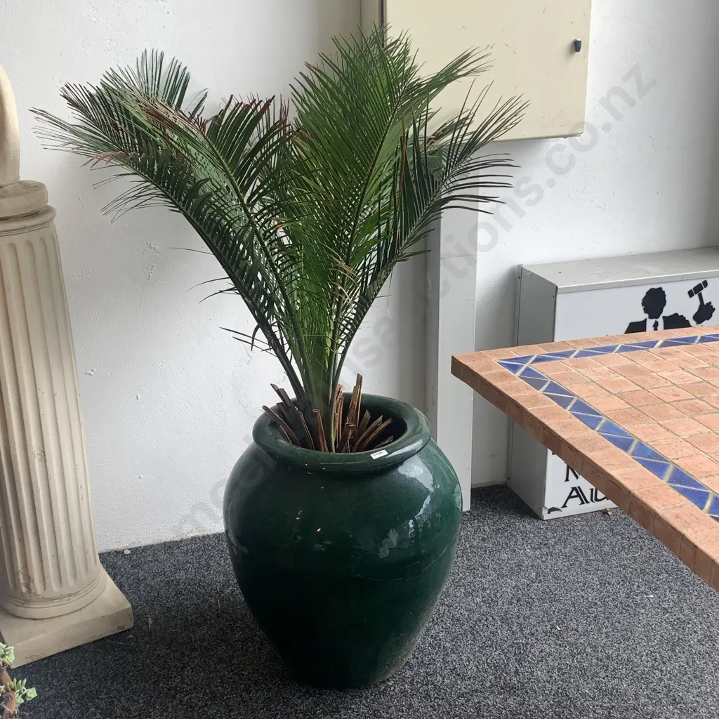 Large Glazed Bulbous Plant Pot with Nikau Palm. Pot H54cm full H120cm Image 1++
