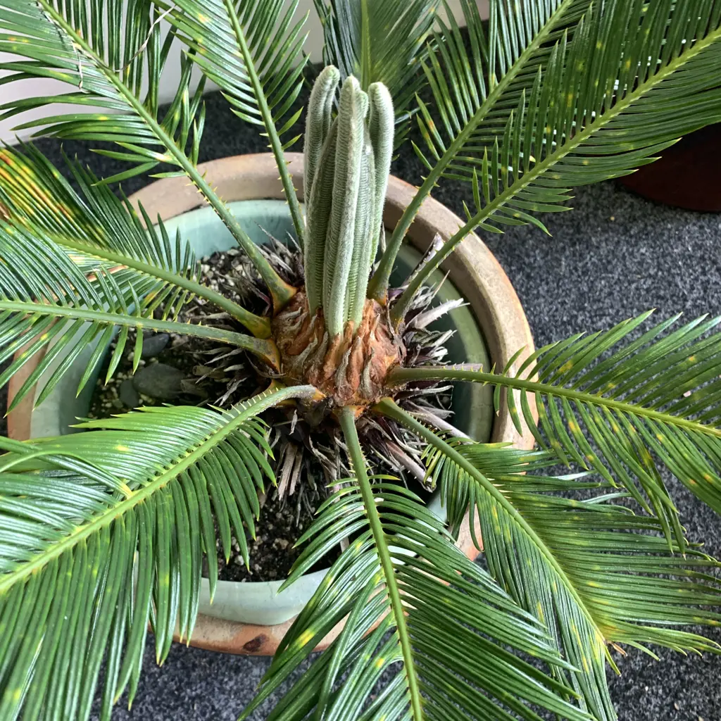 Terracotta Pot with Sago Palm, H69cm Image 1++