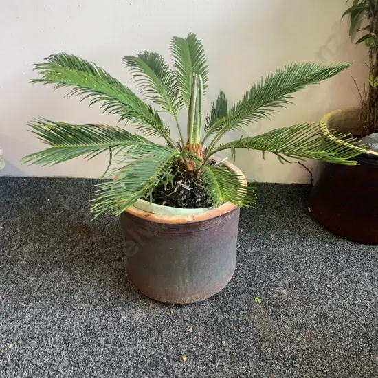 Terracotta Pot with Sago Palm, H69cm