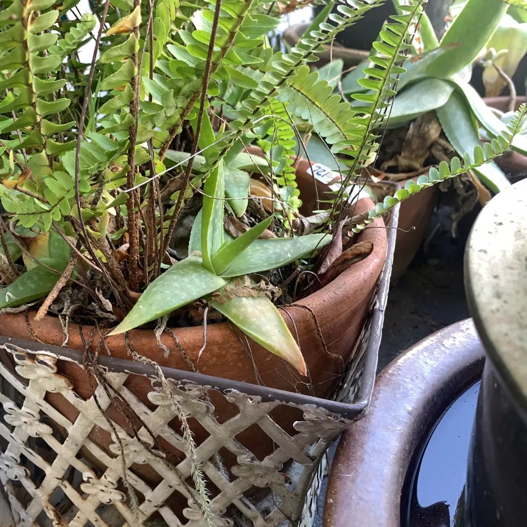 2 Planters with Aloe Plants etc, one in a white wire basket. Image 1++