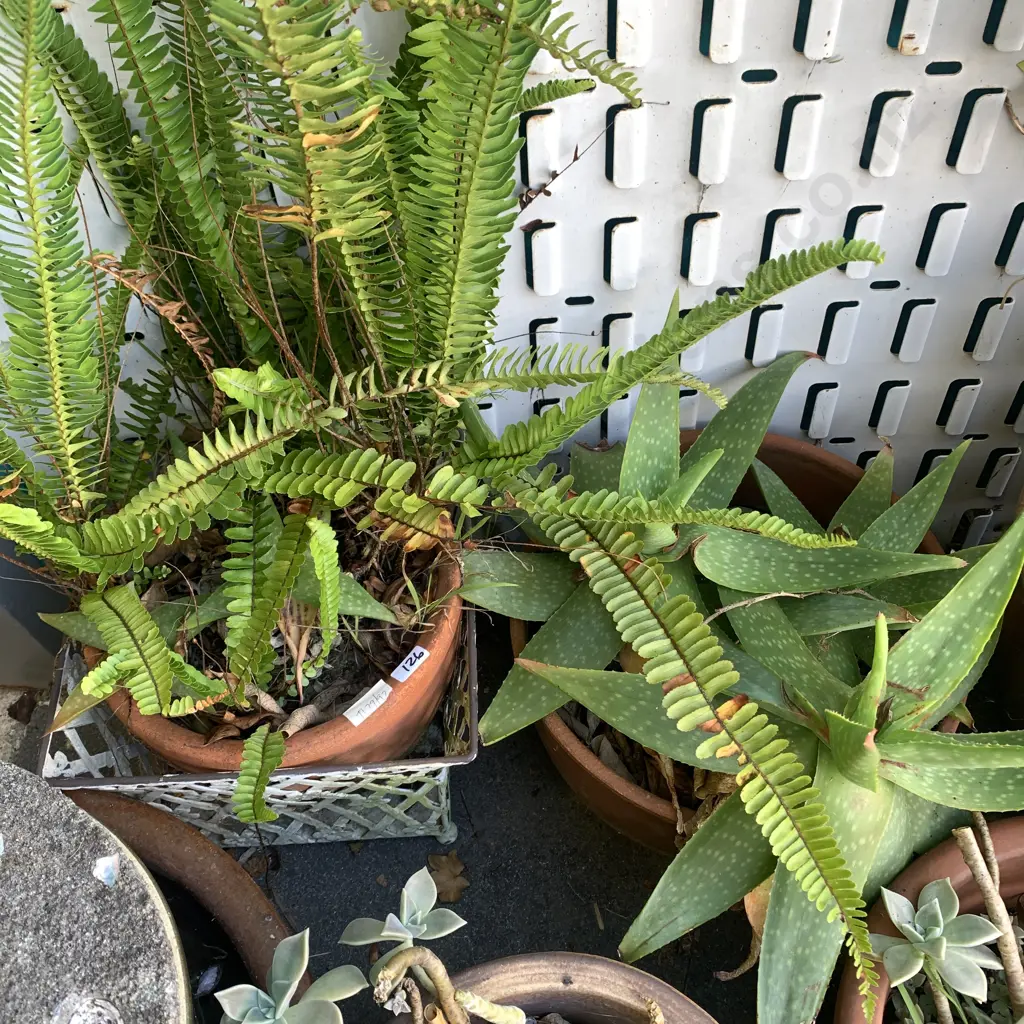 2 Planters with Aloe Plants etc, one in a white wire basket. Image 1++