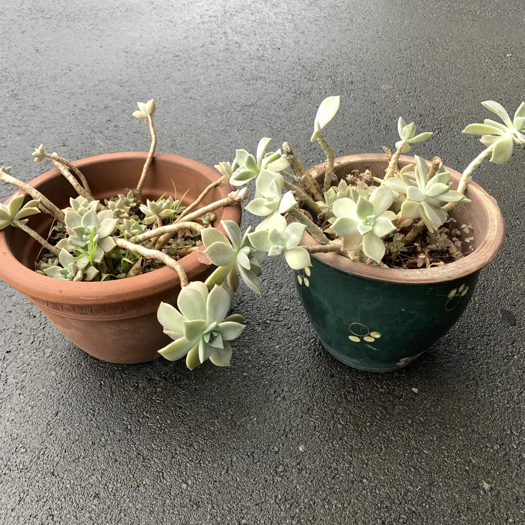 Pair of Plant Pots with Mother of Pearl Ghost Plants Image 1++