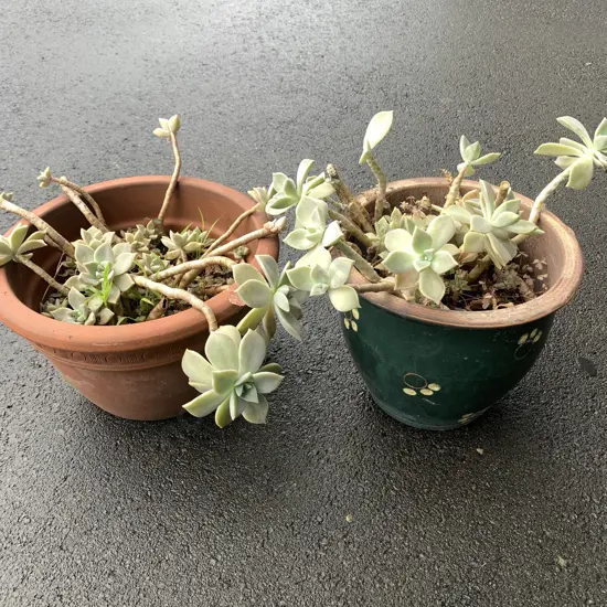 Pair of Plant Pots with Mother of Pearl Ghost Plants