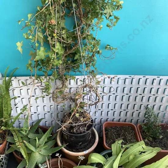 Garden Planter with English Ivy on Metal Frame, Total Height 1.3m