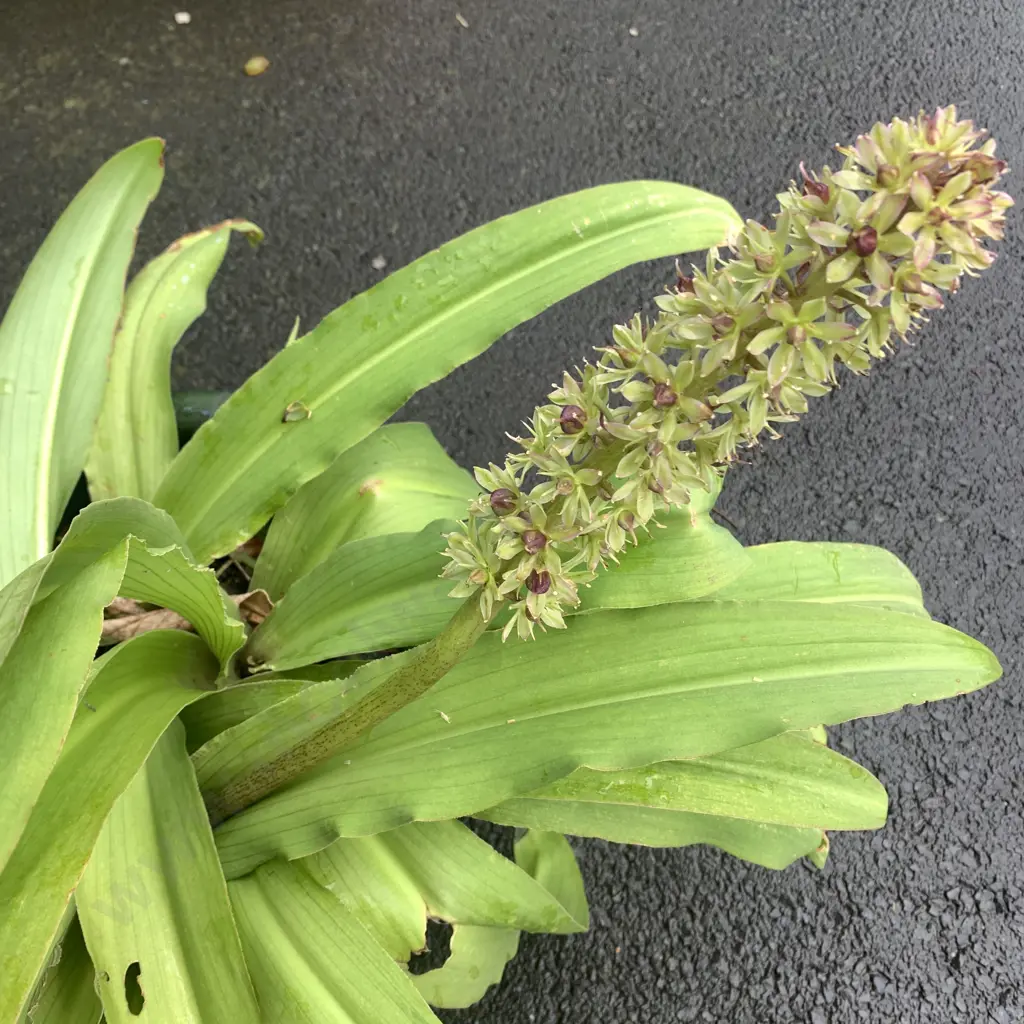 Green Ceramic Pot with Pineapple Lily Plant Image 1++