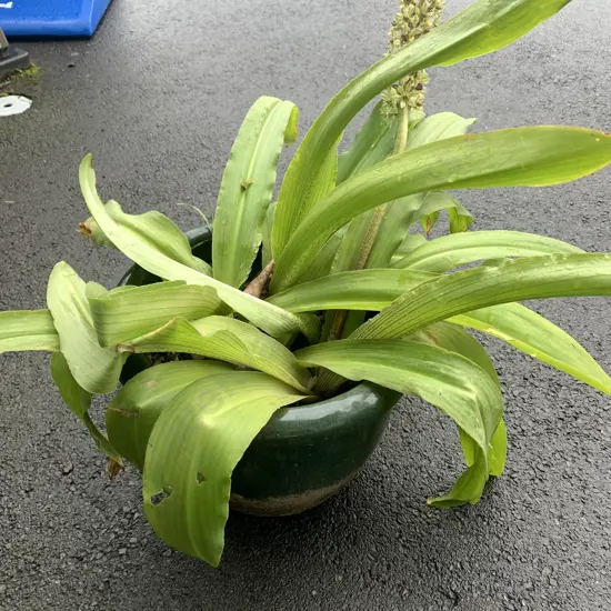 Green Ceramic Pot with Pineapple Lily Plant