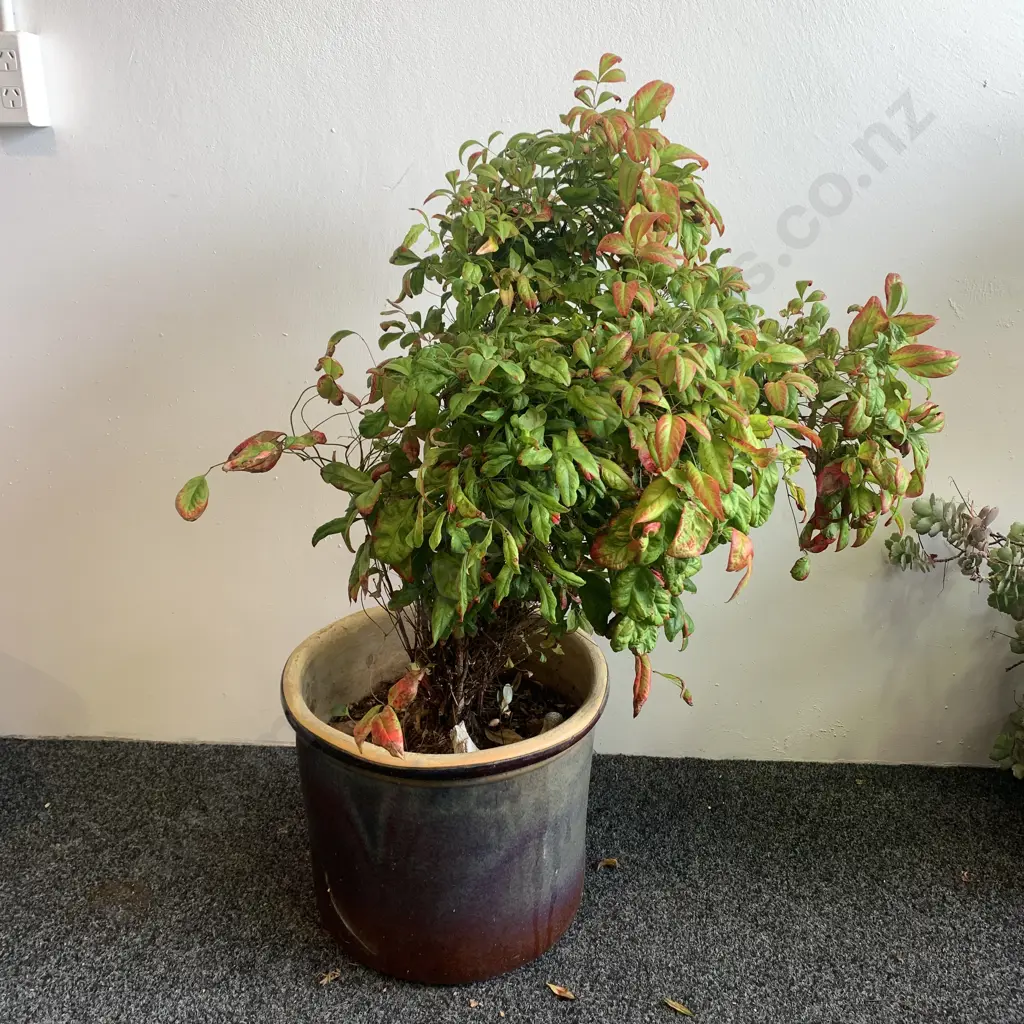 Terracotta Pot with Heavenly Bamboo Plant, H1.1m Image 1++
