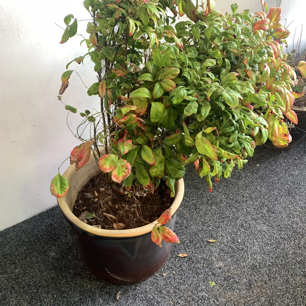 Terracotta Pot with Heavenly Bamboo Plant, H1.1m Image 1++