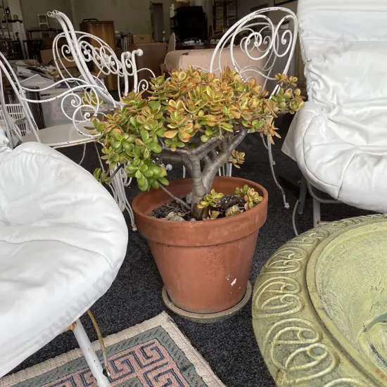 Large Terracotta Pot with Money Tree Plant