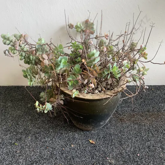 Terracotta Pot with Lavender Scallops Plant, H50cm