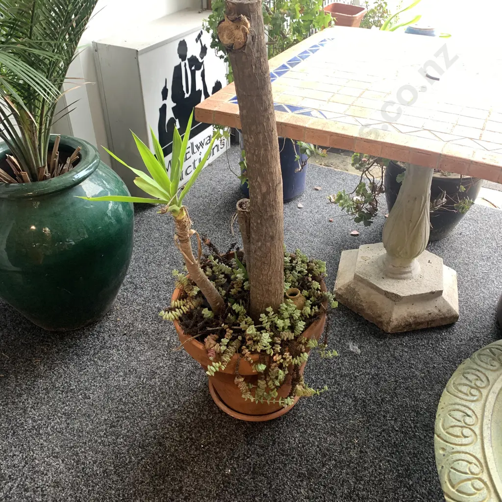 Terracota Pot with Spineless Yucca Plant Image 1++