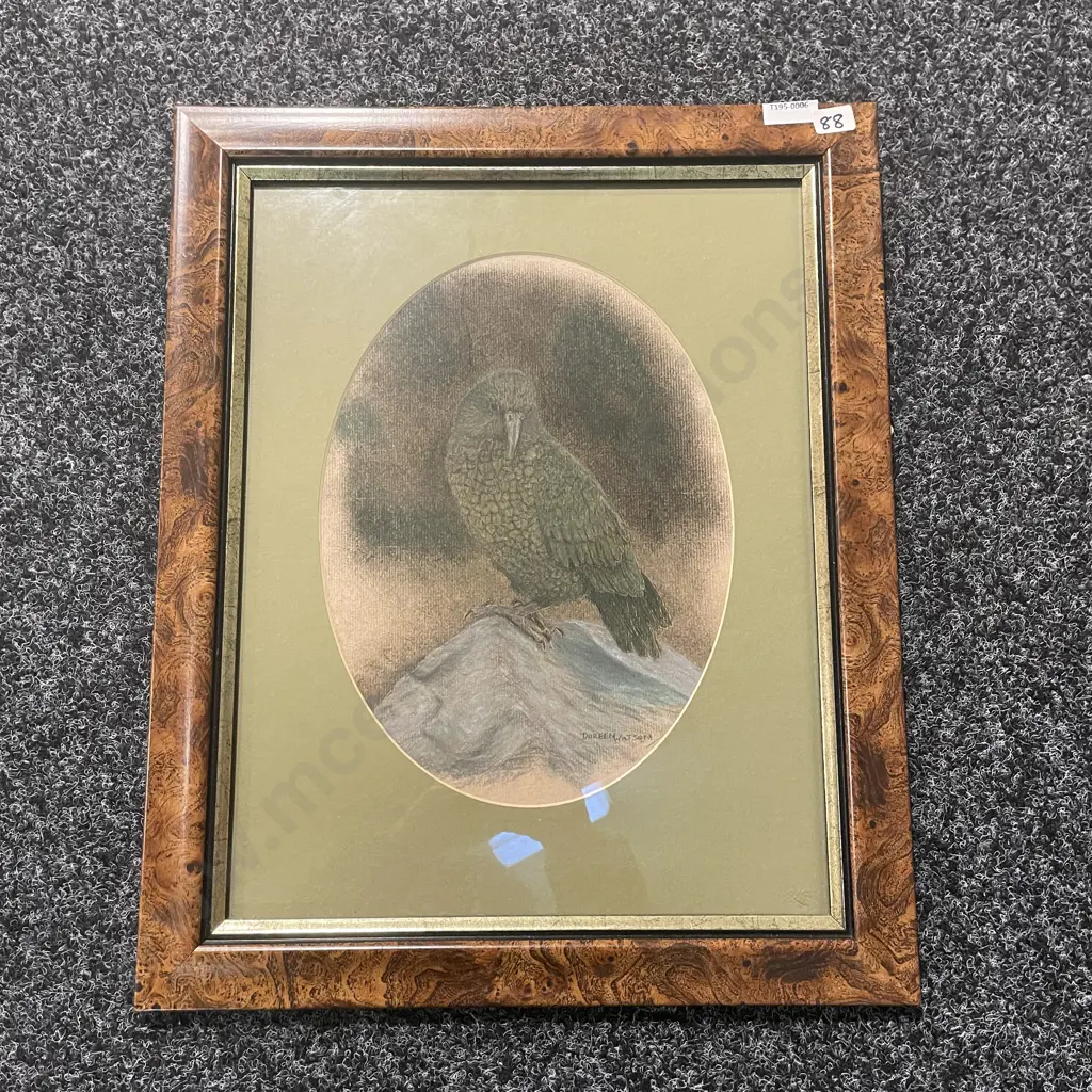 Framed and Glazed Artwork of Kea or Kakapo by Doreen Watson Image 1++